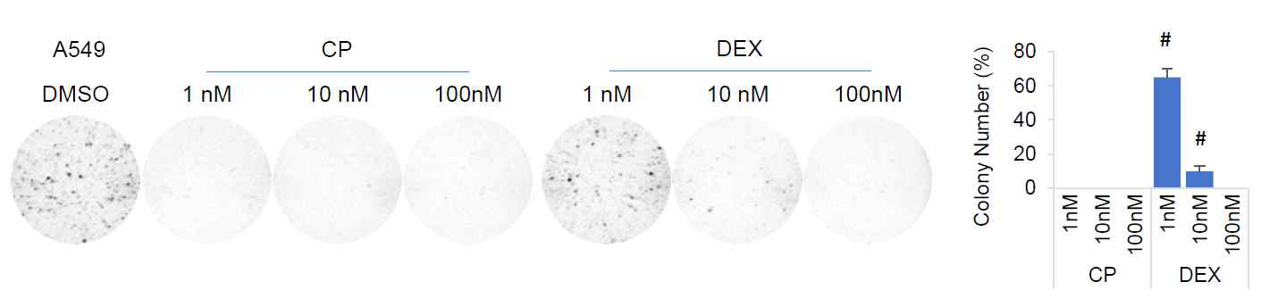 The effect of CP and DEX on AI growth of A549 cells.