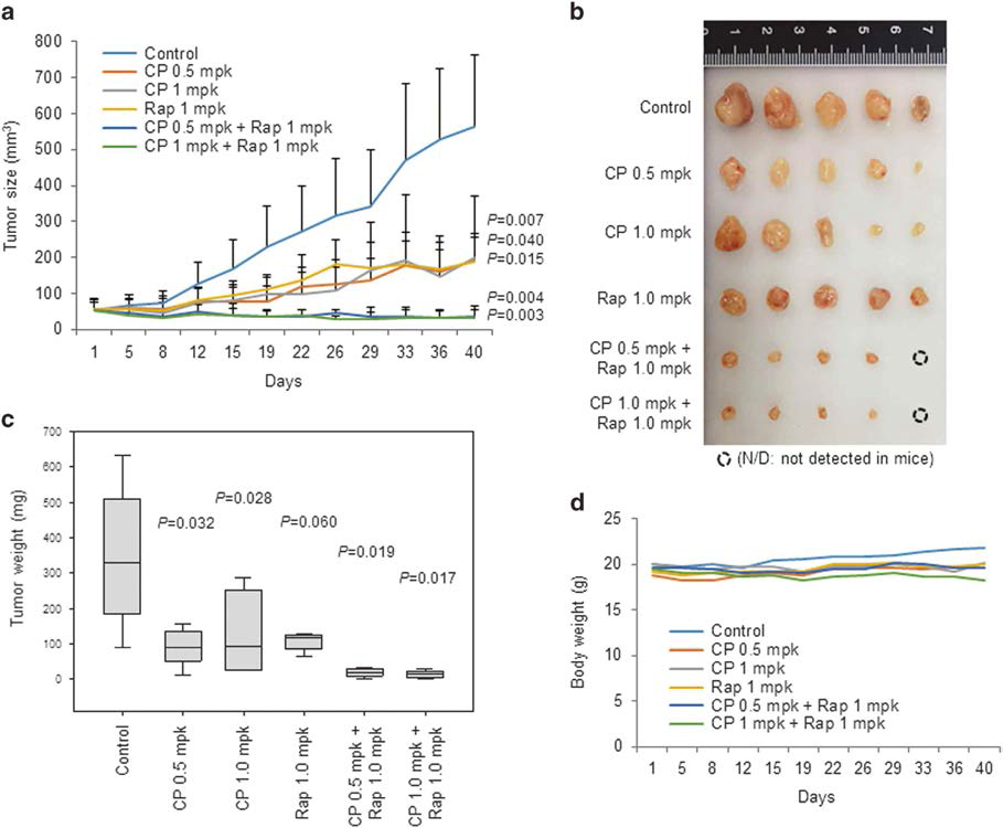 CP in combination with rapamycin potently inhibits the growth of tumors harboring mutations in both KEAP1 and LKB1 in vivo