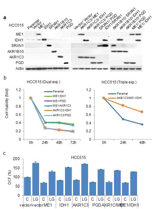 주요 NRF2 타겟으로 발굴한 대사 효소들의 과발현이 HCC515 cell viability 에 미치는 영향