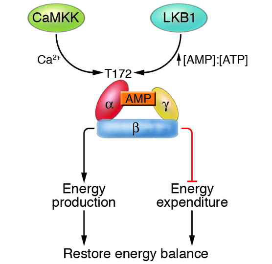The role of the LKB1-AMPK pathway during energy stress