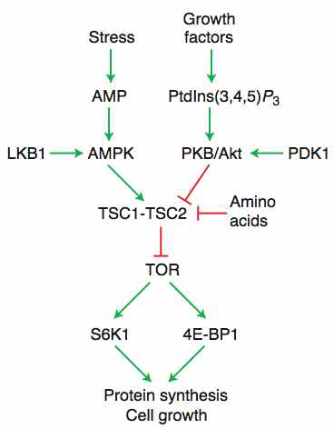 Anti-tumorigenic mechanism of LKB1-AMPK pathway