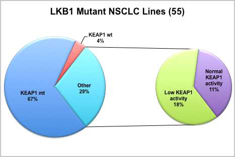 High prevalence of coexisting KEAP1 mutations in LKB1-mutant NSCLCs. (Unpublished data)