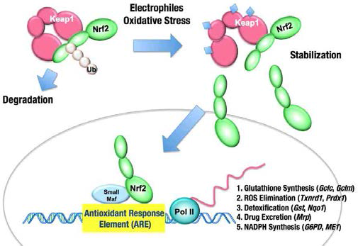 The KEAP1-NRF2 system