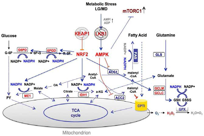 Hypothesis: Complementary mutations in KEAP1-NRF2 pathway in LKB1 deficient cells maintatin NADPH/GSH homeostasis and synergize tumorigenesis