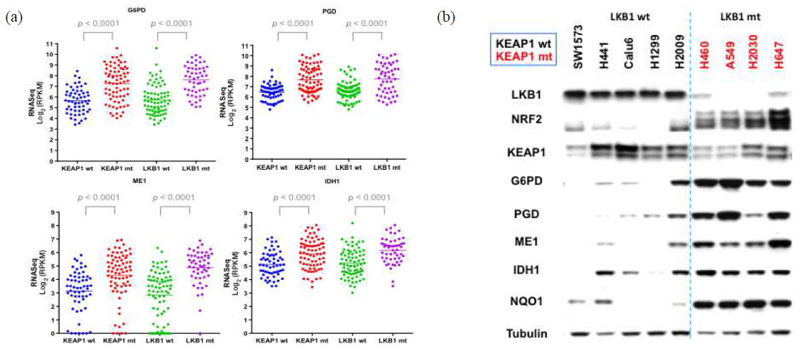 LKB1-deficient NSCLC lines have high NRF2 activity.
