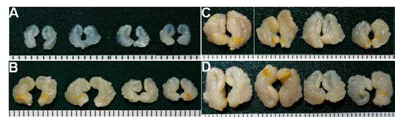 카페인 투여기간에 따른 수컷 미성숙쥐의 정낭. 카페인 투여 10일(A),20일(B), 30일(C)과 40일(D) 후 추출한 정낭의 대표 사진