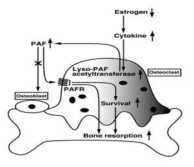 혈소판 활성화 인자의 파골세포에 미치는 영향