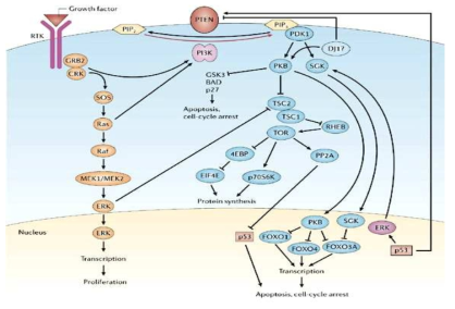 암 발생과정에서 PI3K pathway의 역할