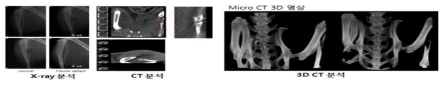 마우스결손모델의 결손 부위 x-ray, CT, 3D CT 분석