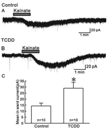 어린 마우스에 TCDD 주입 후 사춘기전 kainate 활성