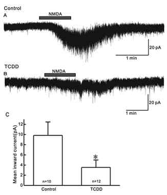 어린 마우스에 TCDD 주입 후 사춘기전 NMDA 활성