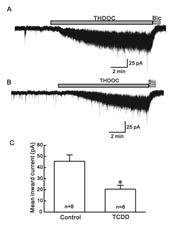 어린마우스에 TCDD 주 입후 사춘기전 THDOC의 효과