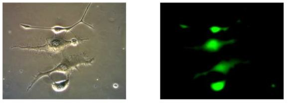 Photopolymerzed PLGA 50:50 기판 위 NIH3T3 fibroblast 배양 (좌: 광학이미지, 우: 형광이미지)