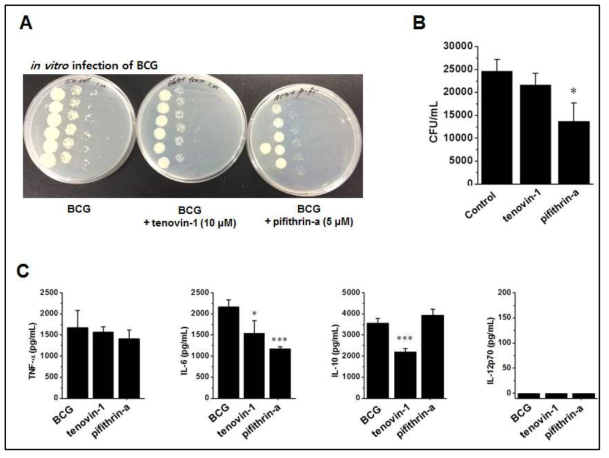 Pifithrin-a와 tenovin-1의 큰포식세포 내 BCG 성장 및 사이토카인 분비 미치는 영향 검색