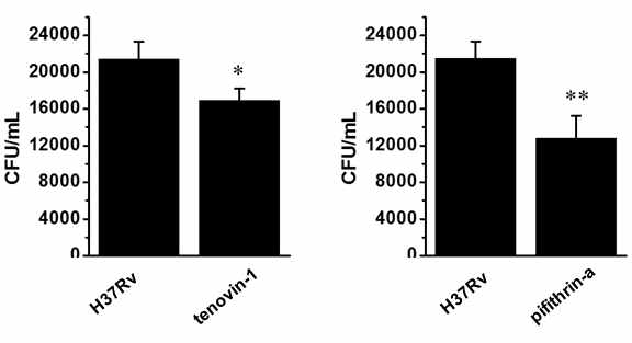 큰포식세포에 H37Rv 결핵균주 감염에 대한 pifithin-a와 tenovin-1효능 확인
