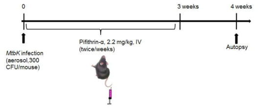 Mtbk 동물감염모델에서 pifithrin-a의 효능 검색을 위한 실험계획도표