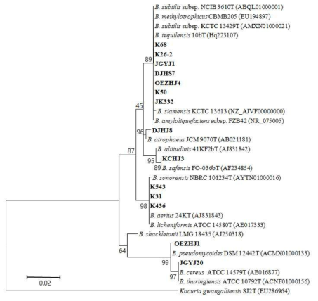 최종 선별 균주 및 reference 균주의 16S rRNA gene 염기서열 기반 phylogenetic analysis