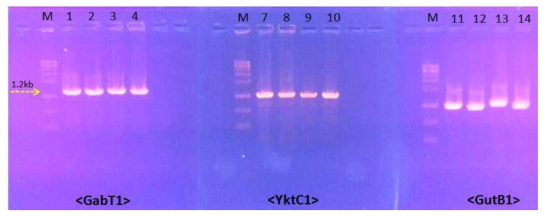 필수 생합성 유전자 3종(GabT1, Yktc1, GutB1) 분리를 위한 PCR 스크리닝