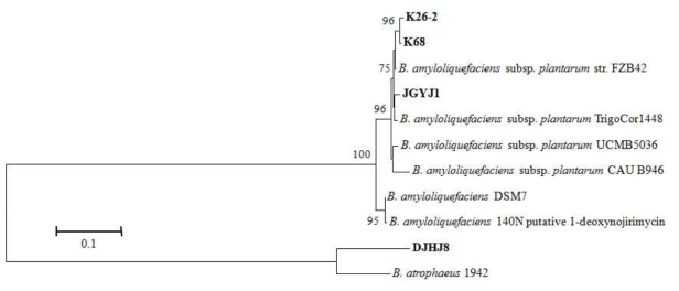 아미노산 서열 기반 분리된 4종의 Bacillus sp. 유래 DNJ 생합성 유전자 군 비교
