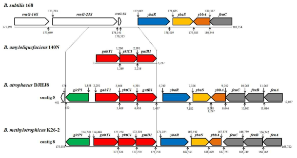 Genome mining 기반 DNJ 생합성 유전자 군 비교