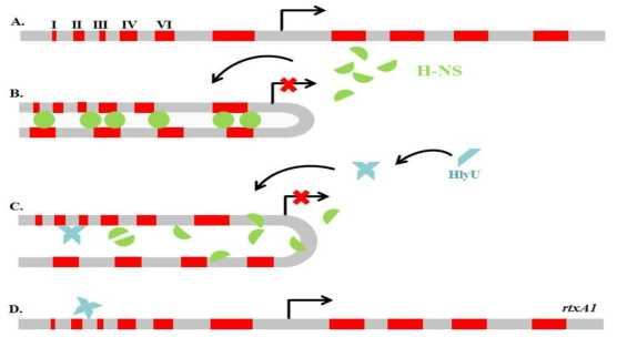 Model of mechanism of HlyU regulation of the rtxA1 toxin gene.