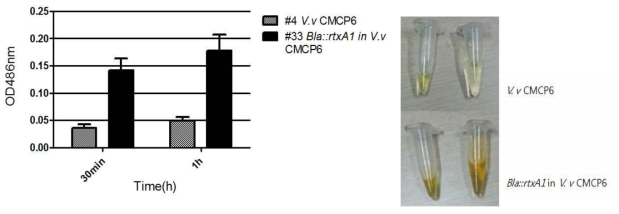 Time dependent β-lactamase activity observed at O.D. 486nm and observation of color change with/without adding nitrocefin.