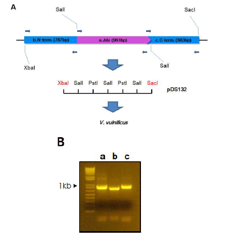 A. Schematic design of inframe reporter system in V. vulnificus rtxA1 and B. Electrophoresis results.