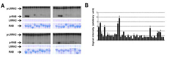 LRRK2에 의한 RAB family 인산화 분석.