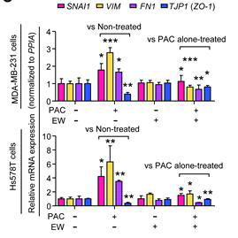 The relative mRNA expression of SNAI1, VIM, FN1, and TJP1 (ZO-1) in MDA-MB-231 cells and Hs578T cells after 24-hour-treatment of paclitaxel (3 nM) with or without EW-7197 (100 nM)