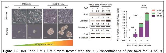 HMLE and HMLER cells were treated with the IC50 concentrations of paclitaxel for 24 hours in the attached-culture condition and the protein level of Snail and EMT markers were detected by WES analysis.