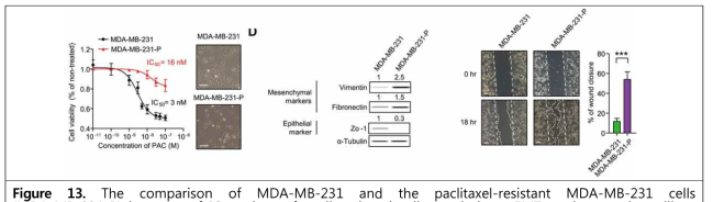 The comparison of MDA-MB-231 and the paclitaxel-resistant MDA-MB-231 cells (MDA-MB-231-P) in terms of IC50 values of paclitaxel and cell morphology, EMT markers, and motility