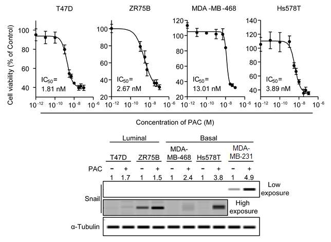 Various breast cancer cell lines were treated with IC50 concentrations of paclitaxel for 24 hours in serum-reduced media