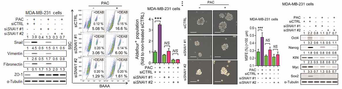 The protein expression of Snail and EMT markers in Snail-knocked-down MDA-MB-231 or Hs578T cells after 24-hour-treatment of paclitaxel (3 nM).