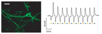 채널로돕신과 할로로돕신을 같이 발현시킨 in vitro 배양된 신경 세포 및 서로 다른 두 파장을 갖는 빛의 자극에 대한 (patch clamp가 계측하고 있는 신경 세포의) 전기 신호의 변화