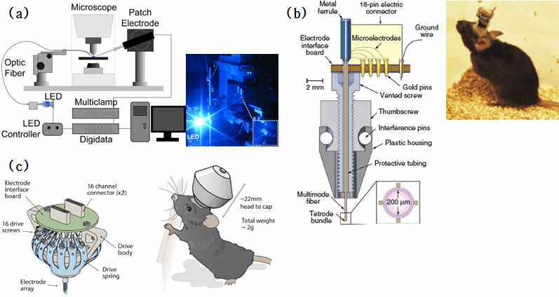 (a) 광섬유와 광원, patch electrode를 연계한 쥐 신경 자극 시스템 (b) 살아서 자유로이 움직이는 쥐의 머리에 씌워서 광/전기 자극/계측을 수행할 수 있는 Optetrode, (c) FlexDrive