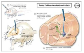 파킨슨병에 대한 소동물 모델 대상 치료 기전 연구개발의 개략적인 도
