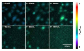 장시간 칼슘 농도 변화 관찰 feasibility study using Hela cells