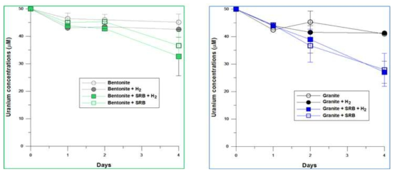 벤토나이트 토착미생물의 영향으로 경주벤토나이트(좌) 및 KURT 화강암(우)에 의한 용존 우라늄 감소