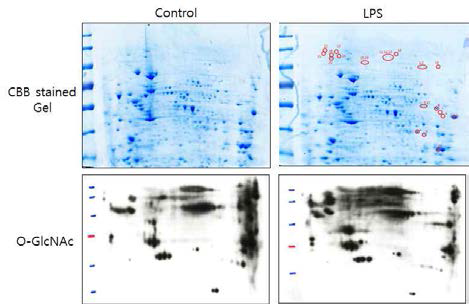 뇌미세아교세포에 LPS처리 후 O-GlcNAc변형의 변화가 일어나는 단백질 동정.