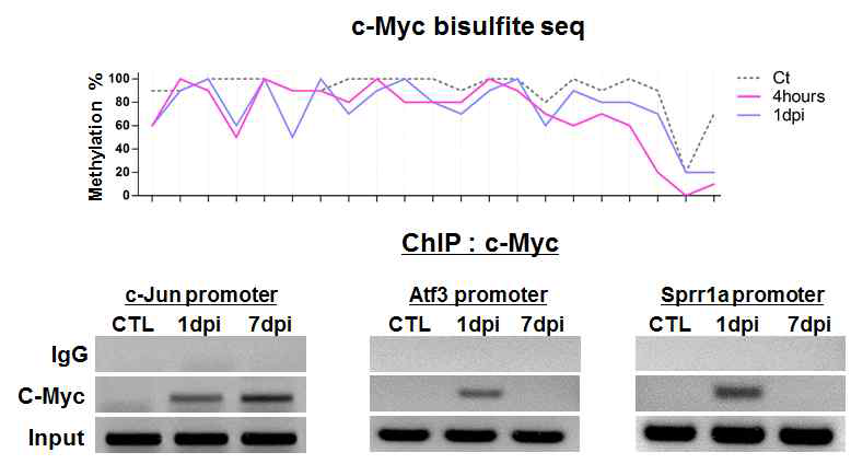 상부패널: 좌골신경손상 후 DRG 내 c-Myc 유전자 DNA methylation의 변화.