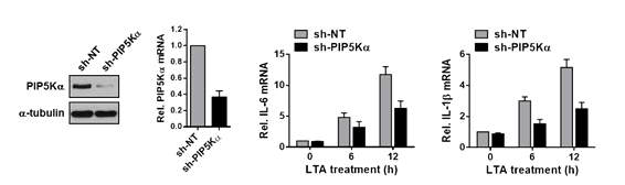 PIP5Ka knockdown에 의한 TLR2 activation 저해 효과