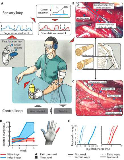 LifeHand 2 Project (bionic hand)