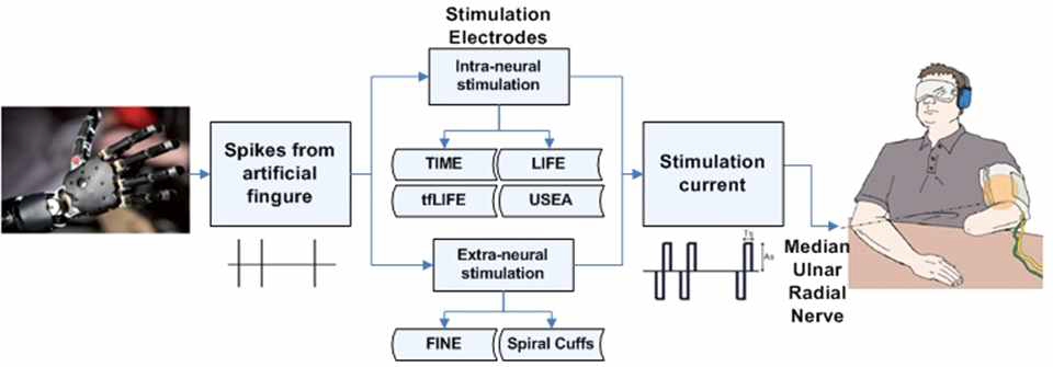 인코딩/자극의 개념도(tfLIFE: thin film longitudinal intrafascicular electrodes, FINE: flat interface nerve electrode)