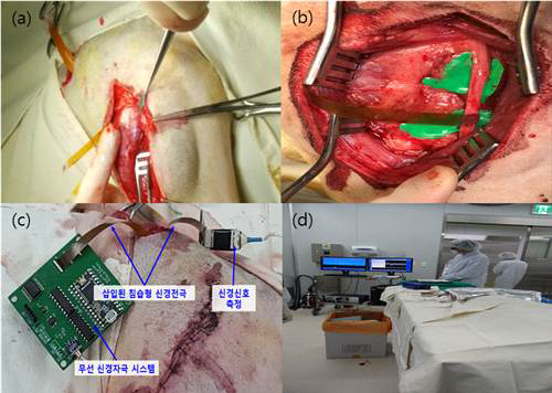 (a) 비글의 신경전극배열체 이식시 수술사진, (b) 좌골신경 부위 건극삽입, (c) 자극 및 신경신호 습득, (d) 좌골신경부위 전극삽입 및 전극 데이터 분석