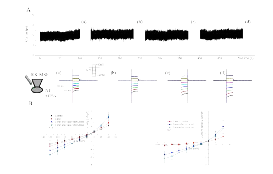 KCa 이온채널 Blocker (TEA) 처리 후 laser 활성화전류 감소