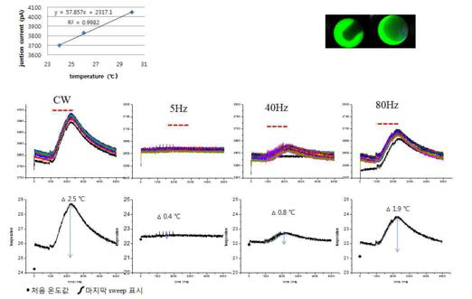 세포 관류액 온도 변화에 의한 open pipette 과 관류액 사이 junction current 변화