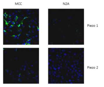 Merkel cell과 N2A cell 의 piezo1, 2 단백질 발현