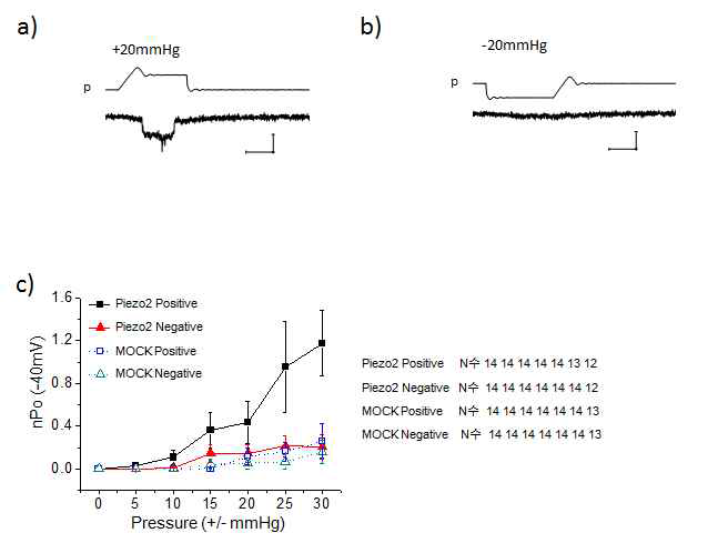 Piezo2 이온 통로 유전자를 삽입한 HEK293T 세포에서 양압에 의한 단일 이온 통로만 활성화 되며 음압에서는 활성화 되지 않음