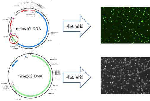 mPiezo1 DNA 와 mPiezo2 DNA의 Vector 구조 및 발현된 세포 현미경 사진