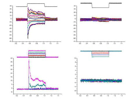 HEK293T cell에 hPiezo2 DNA expression후 Cell attached patch 방법으로 양압과 음압에 의한 전류 기록